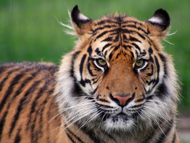 Tigre
