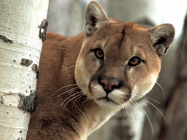 Puma