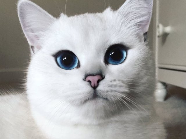 Gato