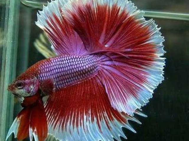Peixe