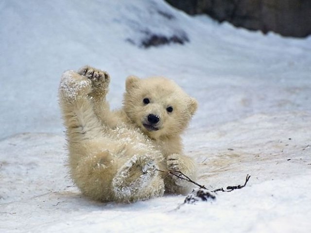 Urso Polar