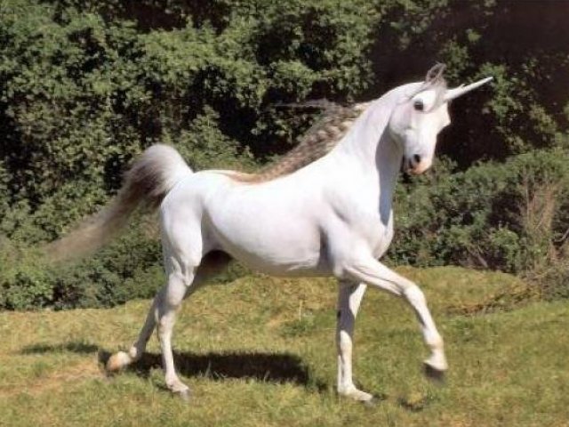 Unicórnio!