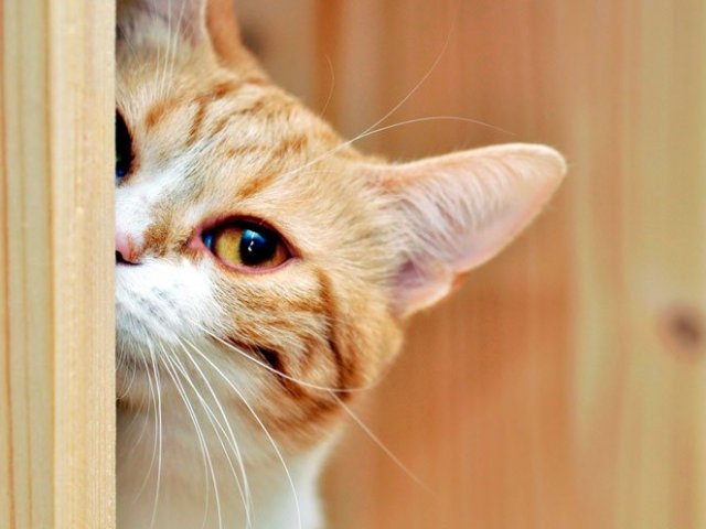 Gato