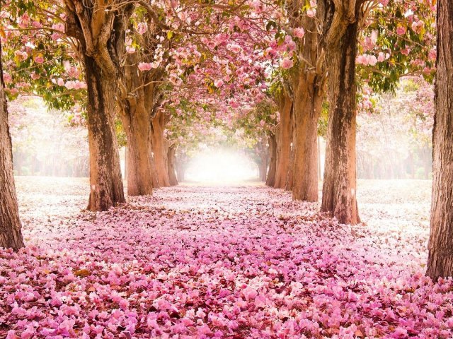 Primavera!