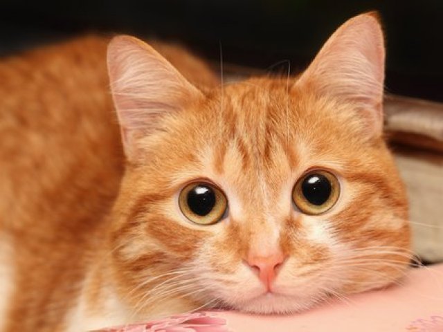 Gato