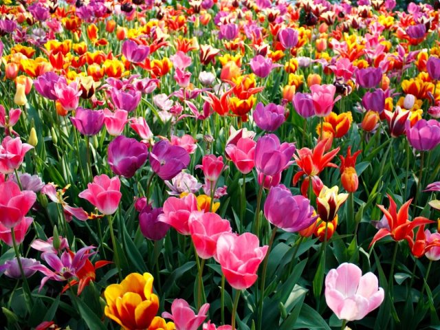 Primavera
