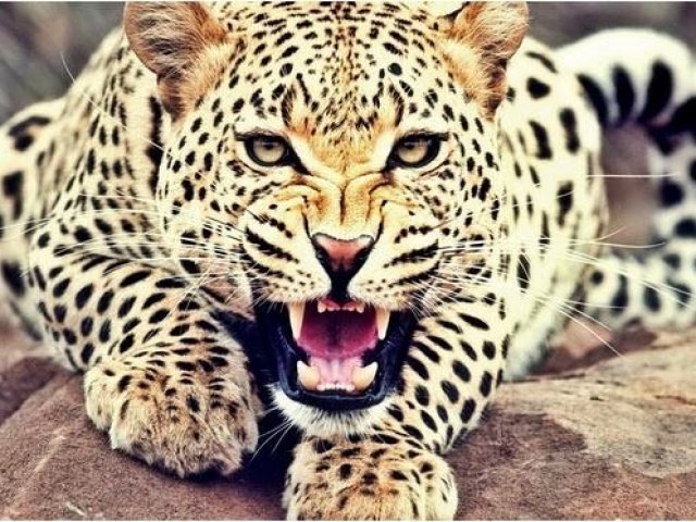 Leopardo