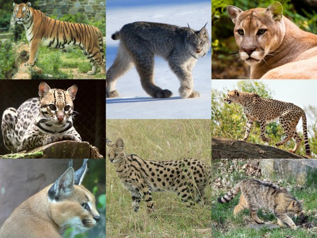 Qual felino mais combina com você?
