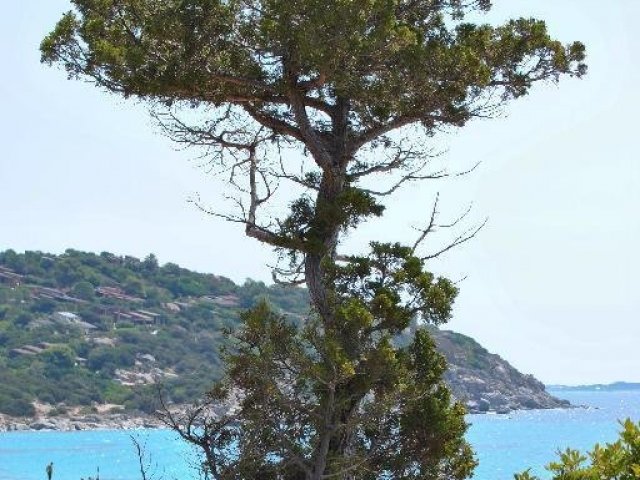 Mediterrâneo