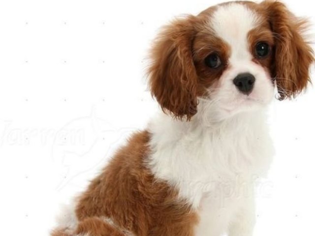 Cachorro