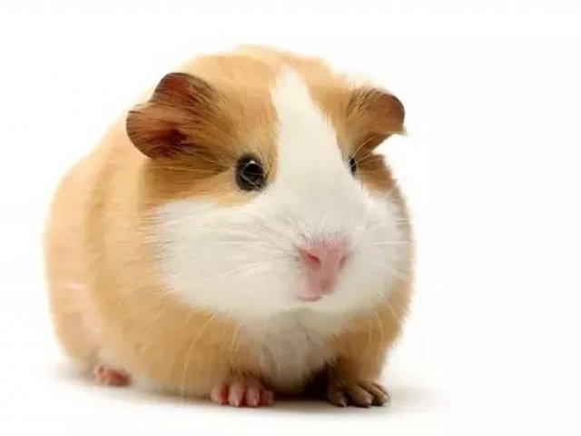 Hamster