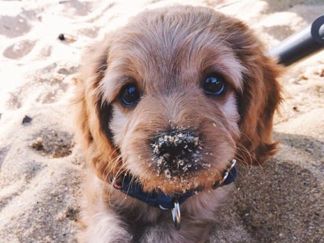 Qual raça de cachorro combina com você?