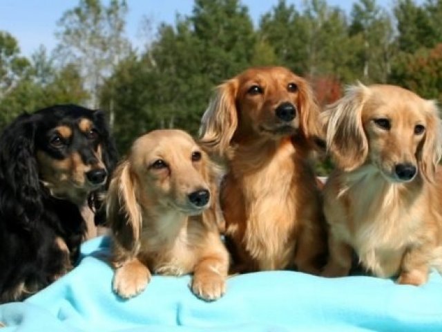 Dachshund