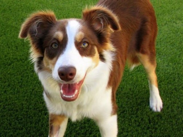 Border Collie