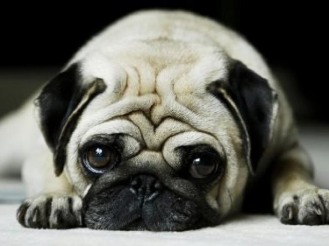 Pug