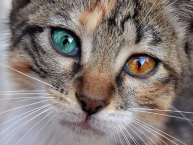 Qual animal tem a visão igual a sua?