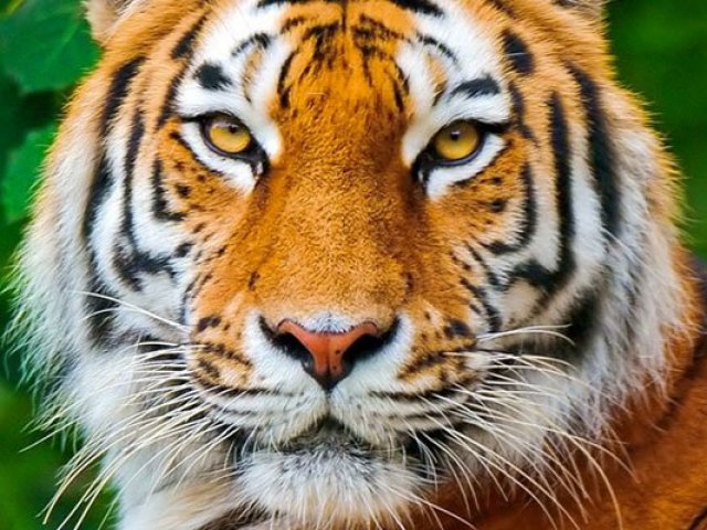 Tigre