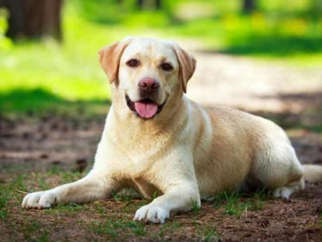 Cachorro