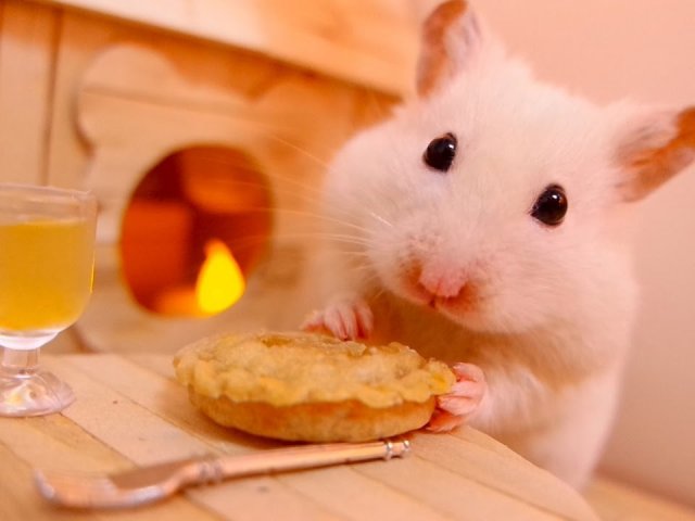 Hamster