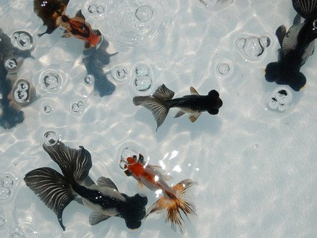 Peixe