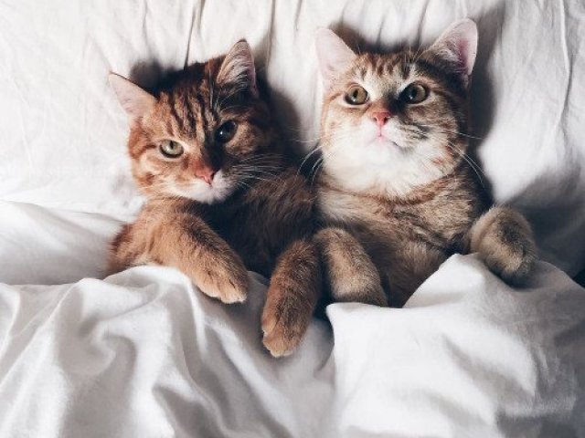 Gato