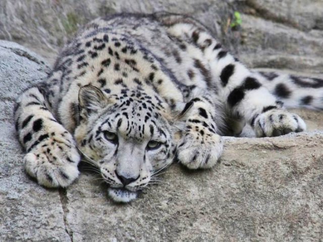 Leopardo