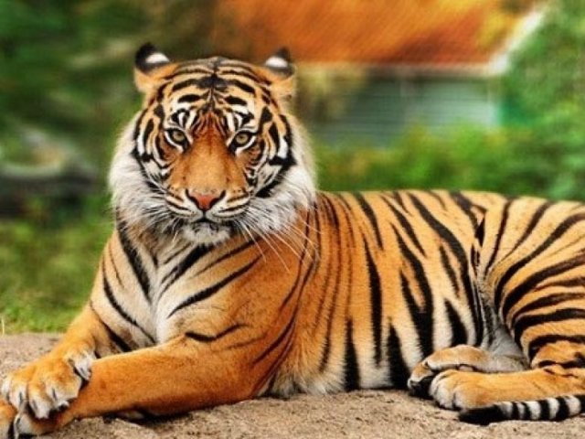 Tigre