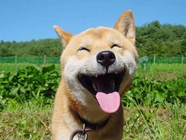 Parabéns você realmente um amador de animais.