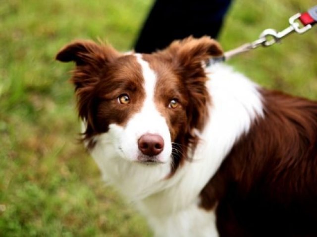 Border Collie