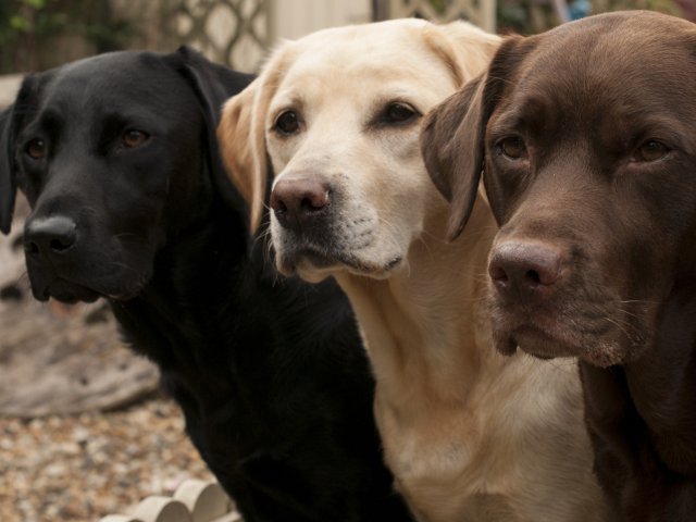 Labrador