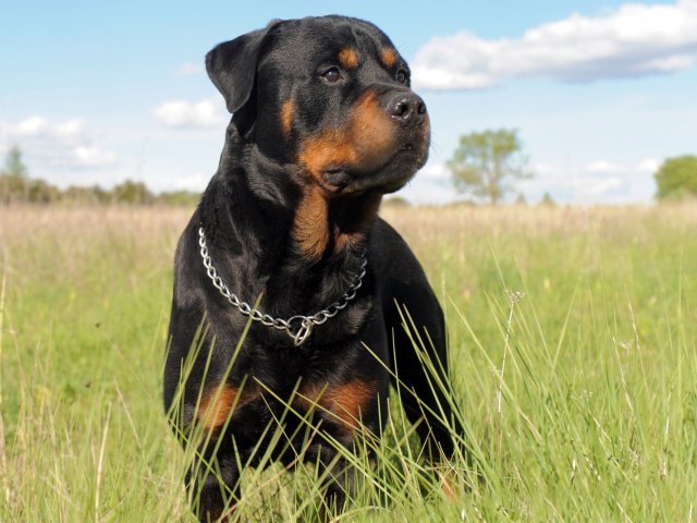 Rottweiler