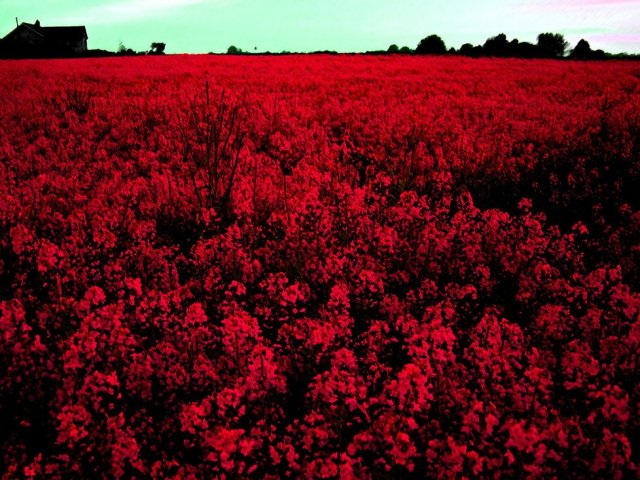 Vermelho