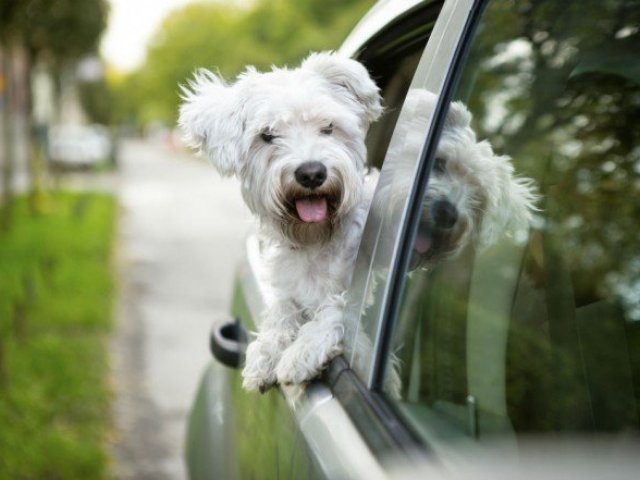 Qual o animal de estimação que mais combina com a sua personalidade?