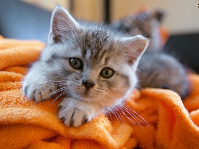 Gato