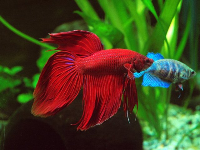 Peixe