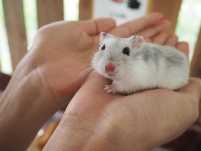 Hamster