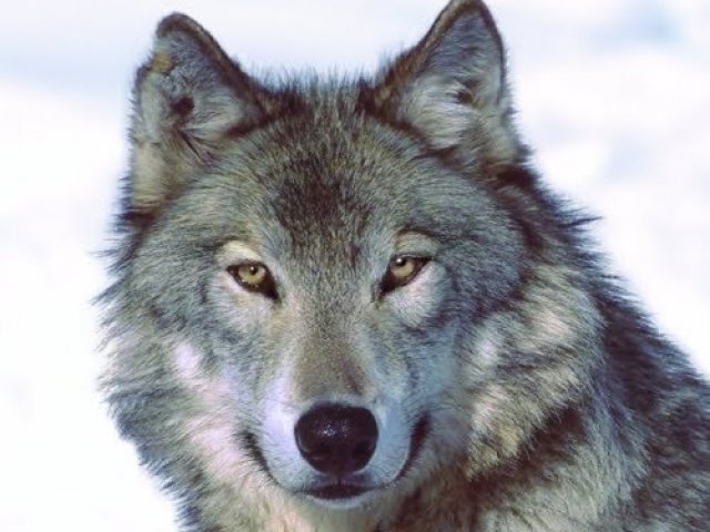 Lobo