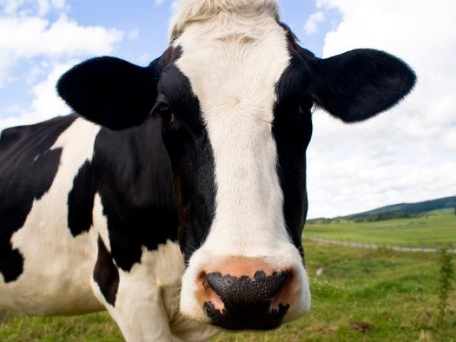 Você seria uma vaca
