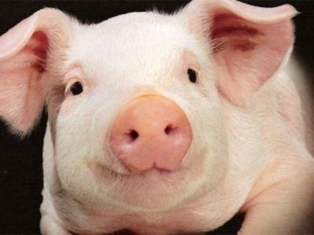 Você seria um porco