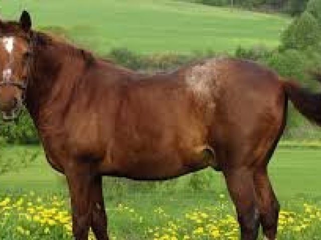 Você seria um cavalo
