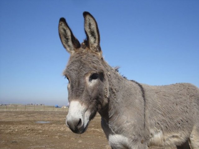 Você seria um burro