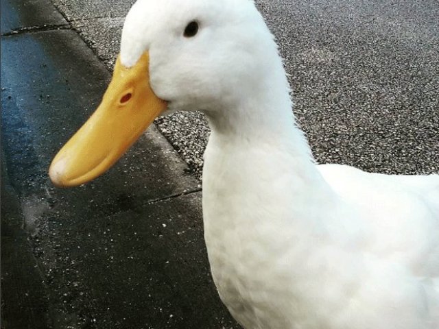 Você seria um pato
