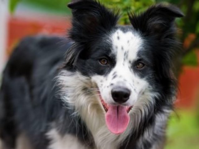 Border collie