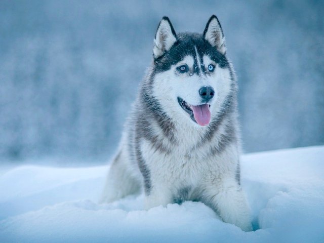 Husky siberiano