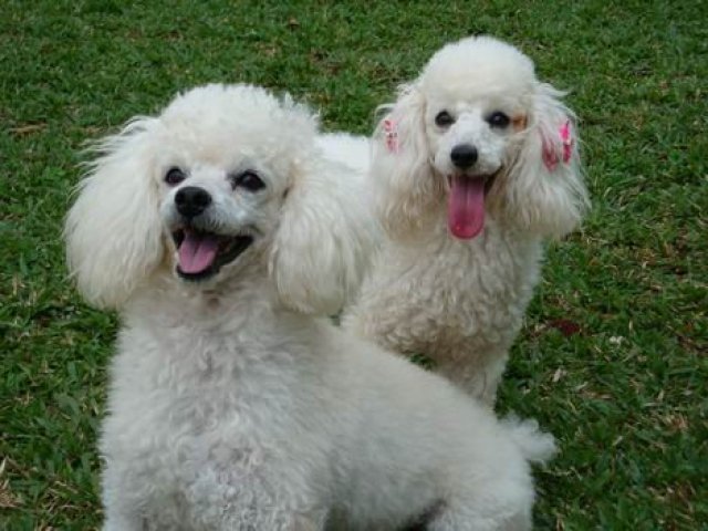 Poodle