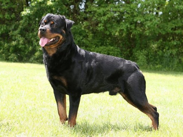Rottweiler