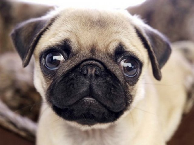 Pug
