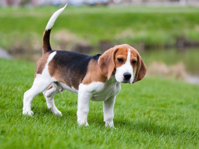 Beagle