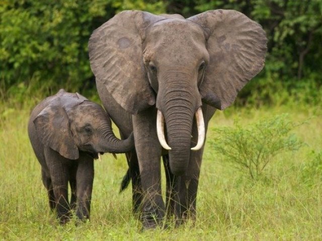 Elefante