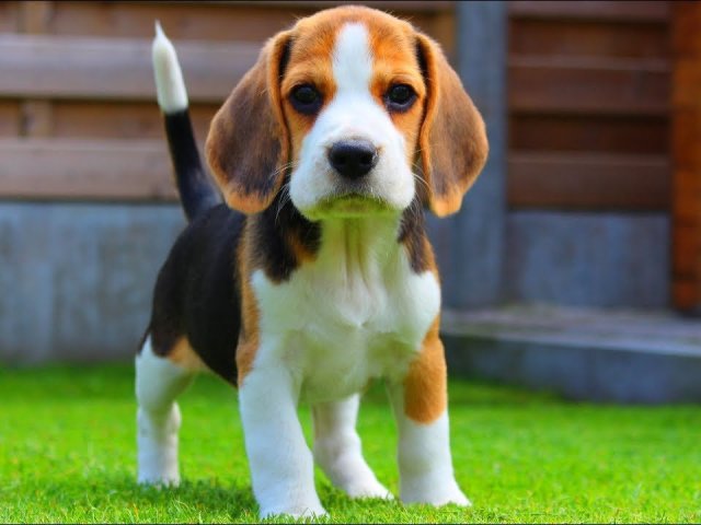 Beagle